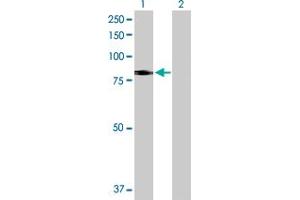 Western Blot analysis of SLC26A6 expression in transfected 293T cell line by SLC26A6 MaxPab polyclonal antibody. (SLC26A6 Antikörper  (AA 1-758))