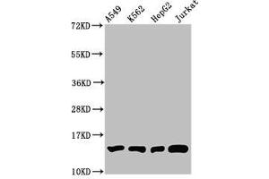 Western Blot Positive WB detected in: A549 whole cell lysate, K562 whole cell lysate, HepG2 whole cell lysate, Jurkat whole cell lysate All lanes: HIST1H2BC antibody at 1:100 Secondary Goat polyclonal to rabbit IgG at 1/50000 dilution Predicted band size: 14 kDa Observed band size: 14 kDa (Histone H2B Antikörper  (meLys12))