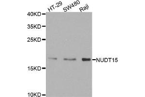 Western blot analysis of extracts of various cell lines, using NUDT15 antibody. (NUDT15 Antikörper)