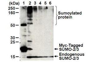 Western Blotting (WB) image for anti-Small Ubiquitin Related Modifier 2 (SUMO2) antibody (ABIN1449280) (SUMO2 Antikörper)