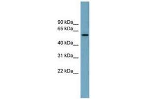 MNS1 antibody  (AA 287-336)