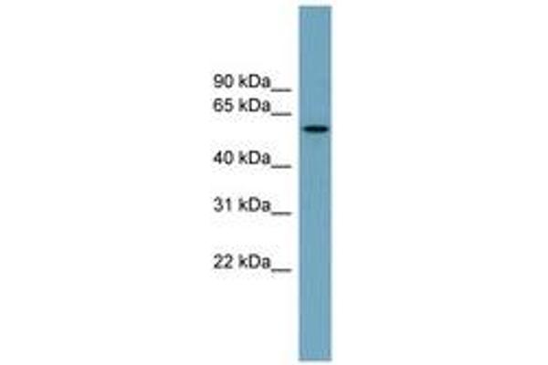 MNS1 antibody  (AA 287-336)