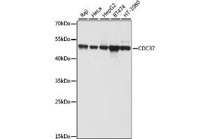Western blot analysis of extracts of various cell lines, using CDC37 antibody (ABIN1871682) at 1:1000 dilution. (CDC37 Antikörper)