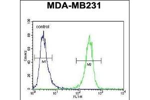 HFM1 Antibody (C-term) (ABIN654571 and ABIN2844275) flow cytometric analysis of MDA-M cells (right histogram) compared to a negative control cell (left histogram). (HFM1 Antikörper  (C-Term))