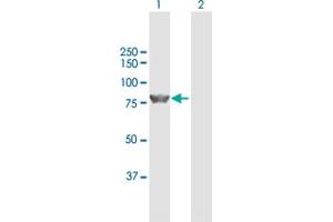 Western Blot analysis of ZBED1 expression in transfected 293T cell line by ZBED1 MaxPab polyclonal antibody. (ZBED1 Antikörper  (AA 1-694))