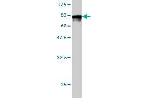 Western Blot detection against Immunogen (77. (CAP1 Antikörper  (AA 1-475))