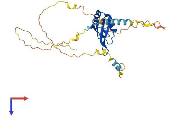 PABPN1L Protein (AA 1-273) (His tag)
