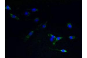 Immunofluorescent analysis of NIH/3T3 cells using ABIN7170878 at dilution of 1:100 and Alexa Fluor 488-congugated AffiniPure Goat Anti-Rabbit IgG(H+L) (TACR1 Antikörper  (AA 1-29))