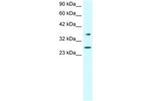 Western Blotting (WB) image for anti-Forkhead Box A3 (FOXA3) antibody (ABIN2460328) (FOXA3 Antikörper)