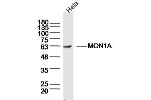 Hela lysates probed with MON1A Polyclonal Antibody, Unconjugated  at 1:300 dilution and 4˚C overnight incubation.