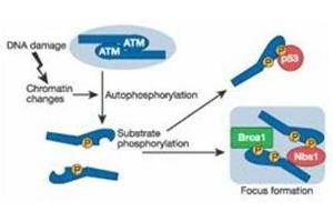Schematic of ATM induction by DNA damage. (ATM Antikörper  (pSer1981))