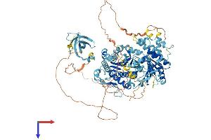 RAD54B Protein (AA 1-910) (His tag)