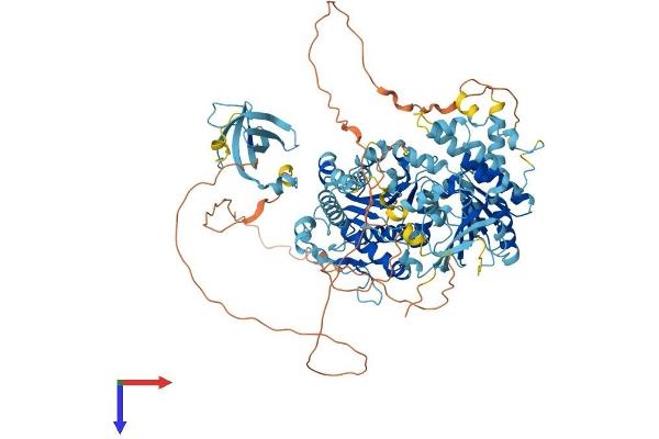 RAD54B Protein (AA 1-910) (His tag)