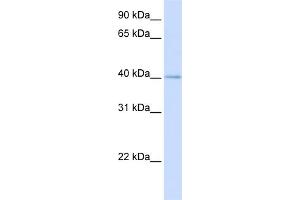 WB Suggested Anti-MRPL39 Antibody Titration:  0. (MRPL39 Antikörper  (N-Term))