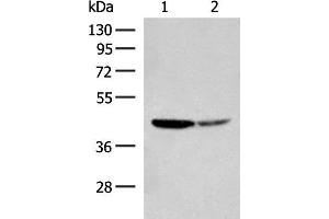 Western blot analysis of Hela and A549 cell lysates using AARSD1 Polyclonal Antibody at dilution of 1:350 (AARSD1 Antikörper)