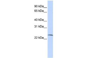 SSX6 antibody used at 0.