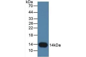 Detection of CSTB in Rat Placenta Tissue using Monoclonal Antibody to Cystatin B (CSTB) (CSTB Antikörper  (AA 2-98))