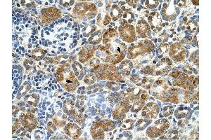 Cystatin B antibody was used for immunohistochemistry at a concentration of 4-8 ug/ml to stain Epithelial cells of renal tubule (arrows) in Human Kidney. (CSTB Antikörper)