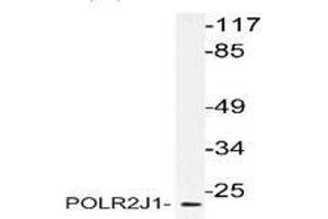 Western blot analysis of POLR2J1 in extracts from RAW264. (POLR2J Antikörper)
