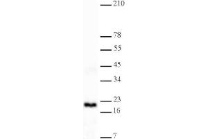 Histone H3 dimethyl Lys4 antibody tested by Western blot. (Histone 3 Antikörper  (H3K4me2))