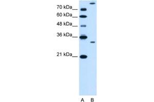 Western Blotting (WB) image for anti-Granzyme K (Granzyme 3, Tryptase II) (GZMK) antibody (ABIN2462835) (GZMK Antikörper)
