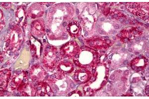Anti-GHRHR antibody IHC staining of human kidney, tubules. (GHRHR Antikörper  (AA 351-400))