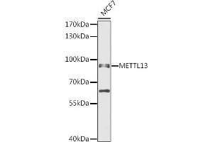 Western blot analysis of extracts of MCF7 cells, using METTL13 antibody (ABIN6131842, ABIN6143755, ABIN6143757 and ABIN6216265) at 1:1000 dilution. (METTL13 Antikörper  (AA 430-699))