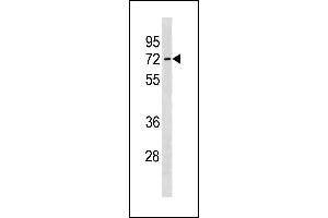 SLC7A4 Antibody (C-term) (ABIN1881813 and ABIN2843272) western blot analysis in human placenta tissue lysates (35 μg/lane). (SLC7A4 Antikörper  (C-Term))