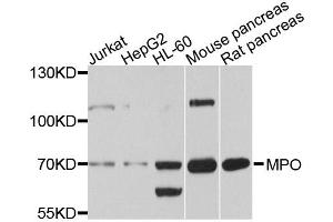 Western blot analysis of extracts of various cell lines, using MPO antibody (ABIN4904410) at 1:1000 dilution. (Myeloperoxidase Antikörper)