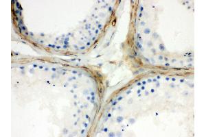 Anti- Apolipoprotein J Picoband antibody, IHC(P) IHC(P): Human Testis Tissue