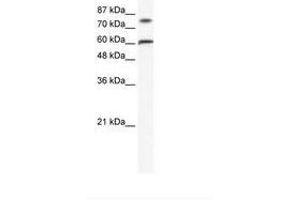 Image no. 1 for anti-Zinc Finger Protein 768 (ZNF768) (AA 80-129) antibody (ABIN202708) (ZNF768 Antikörper  (AA 80-129))