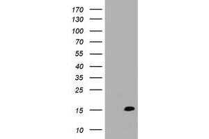 Image no. 1 for anti-TSC22 Domain Family, Member 3 (TSC22D3) antibody (ABIN1498457)