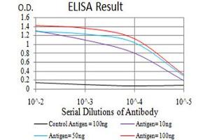 Fig. (NOS1 Antikörper  (AA 17-153))