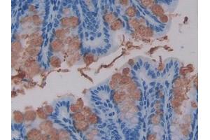 IHC-P analysis of Mouse Intestine Tissue, with DAB staining. (WNT16 Antikörper  (AA 30-365))