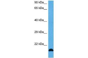 Host:  Mouse  Target Name:  FGF2  Sample Tissue:  Mouse Skeletal Muscle  Antibody Dilution:  1ug/ml (FGF2 Antikörper  (Middle Region))