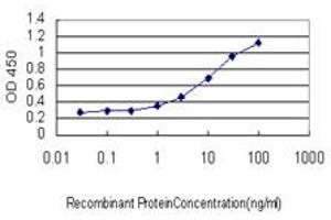 Detection limit for recombinant GST tagged CNDP2 is approximately 0. (CNDP2 Antikörper  (AA 191-300))