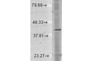 Rhodopsin Antikörper