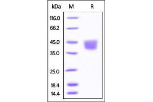 Mouse B7-H3, His Tag on SDS-PAGE under reducing (R) condition. (CD276 Protein (CD276) (AA 29-244) (His tag))