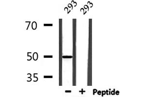 Western blot analysis of extracts from 293, using ADCK3 Antibody.