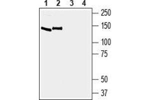 Western Blotting (WB) image for anti-EPH Receptor A6 (Epha6) (AA 482-495), (Extracellular) antibody (ABIN7043125)