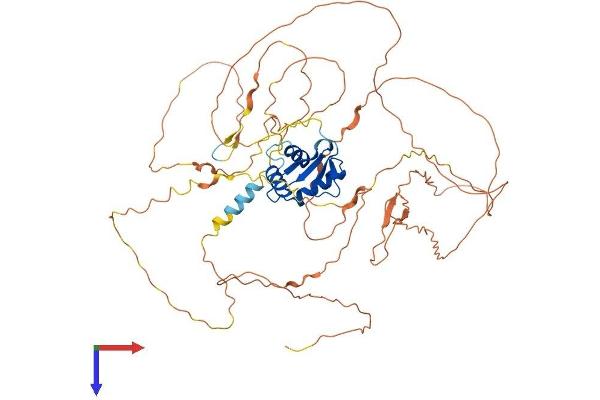 ELF1 Protein (AA 1-619) (His tag)