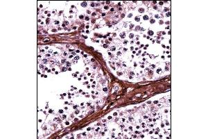BRD1 Antibody (N-term) ((ABIN657939 and ABIN2846882))immunohistochemistry analysis in formalin fixed and paraffin embedded human testis tissue followed by peroxidase conjugation of the secondary antibody and DAB staining. (BRD1 Antikörper  (N-Term))