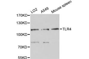 Western blot analysis of extracts of various cell lines, using TLR4 antibody (ABIN4905460) at 1:3000 dilution.