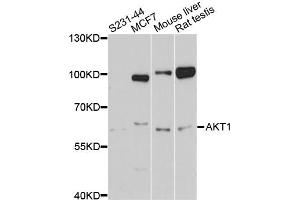 Western blot analysis of extracts of various cell lines, using AKT1 antibody (ABIN5997218) at 1/1000 dilution. (AKT1 Antikörper)
