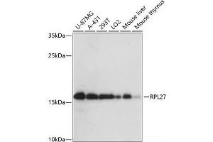 Western blot analysis of extracts of various cell lines using RPL27 Polyclonal Antibody at dilution of 1:3000. (RPL27 Antikörper)