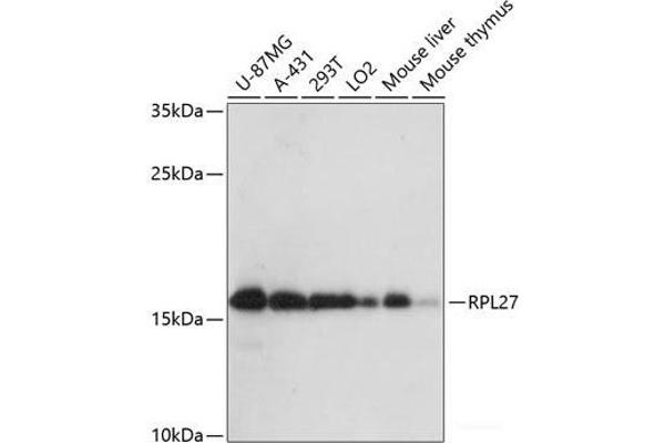 RPL27 Antikörper