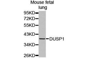 Western Blotting (WB) image for anti-Dual Specificity Phosphatase 1 (DUSP1) antibody (ABIN1872372) (DUSP1 Antikörper)