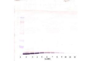 Image no. 3 for anti-Chemokine (C-C Motif) Ligand 19 (CCL19) antibody (ABIN465453) (CCL19 Antikörper)
