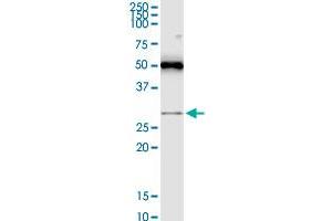 RASSF3 antibody  (AA 29-112)