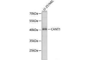 Western blot analysis of extracts of U-251MG cells using CANT1 Polyclonal Antibody at dilution of 1:1000. (CANT1 Antikörper)